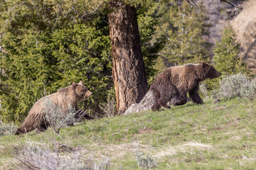 Grizzly Bears in Springtime in Yellowstone National Park Wyoming