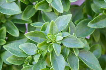 Basil piccolino (Ocimum basilicum 'Piccolino') compact variety of Greek basil 
