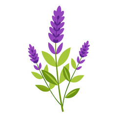  delicate and elegant transparent vector illustration of lavender flowers