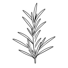 Fototapeta premium outline of a rosemary sprig with needle-like leaves.