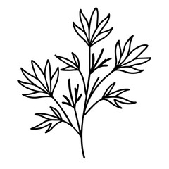 Black and White Line Drawing of Cumin Plant on Transparent Background