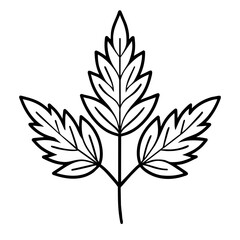 Fototapeta premium transparent vector illustration of cicely (Myrrhis odorata) botanical, herbal, natural themes