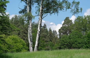 Fototapeta premium 3 weiße Birken