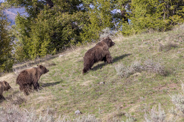 Grizzly Bears in Springtime in Yellowstone National Park Wyoming