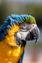 Blue-and-yellow macaw - Ara ararauna - Ara bleu
