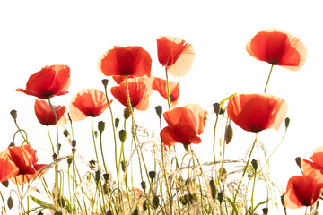 Gruppe Mohnblumen vor weißem Hintergrund