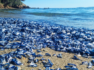 Tas de vélelles échouées sur la plage au bord de mer comme des méduses.