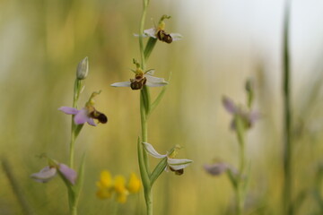 Ophrys apifera, orchidea selvatica, nel prato in primavera