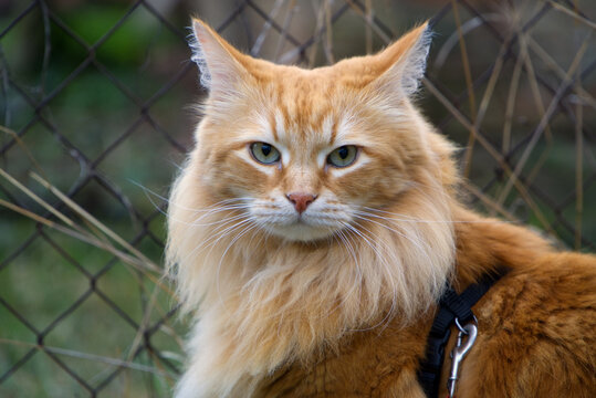 Portrait of an adventurous ginger Siberian cat on a leash in the garden