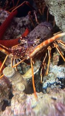 A spiny lobster Palinurus elephas underwater in the Mediterranean sea, Alghero, Xapo Caccia, Sardinia, Italy