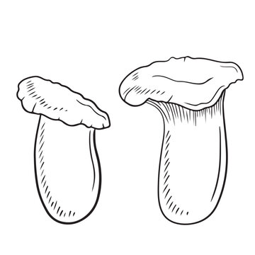 Two realistic leurotus eryngii in black isolated on white background. Hand drawn vector sketch illustration in doodle vintage engraved style. Concept of japanese tasty delicious gourmet for cooking.
