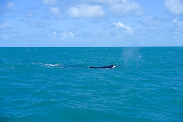 Fototapeta premium atlantic ocean brazilian coast Bahia beach sea summer whale coast