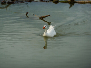 cisne nadando con ramas