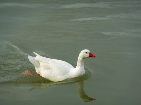 cisne nadando en el r&iacute;o