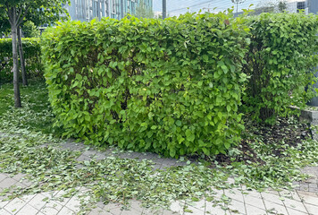 a trimmed hedge with leaves left in a circle on the pavement 