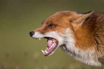  Close-up of a red fox (Vulpes vulpes) screaming in Summer in Kent, United Kingdom
