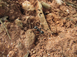 Black ant, walking across the red earth floor, among dry leaves, stones and pebbles, tree and bamboo branches, looking for food for the anthill.