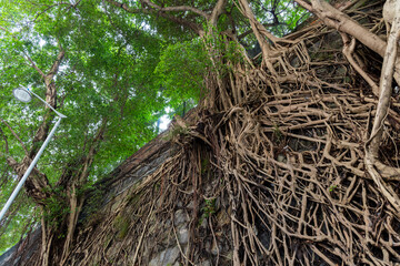 Tree root on brick wall