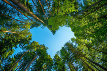 Fototapeta premium Love in Nature, Heart-Shaped Tree Canopy