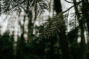 Krople deszczu na choince © Sandra