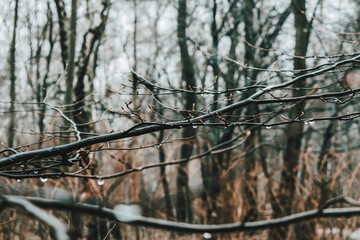 Krople deszczu na gałęzi