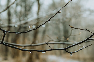Krople deszczu na gałęzi