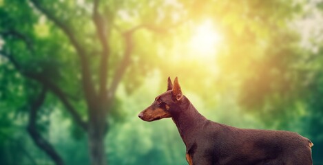 Beautiful smart dog standing in forest