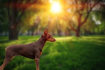 Beautiful smart dog standing in forest