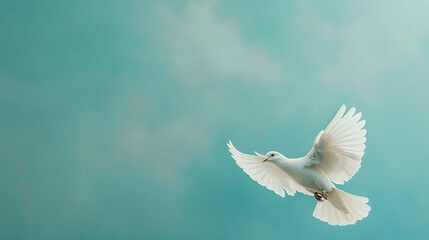A white dove of peace