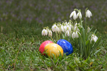 White snowdrops and colored Easter eggs.