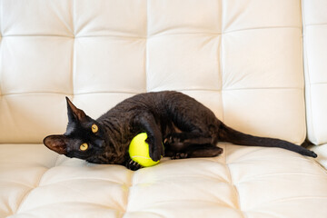 Beautiful brown cat playing on the couch at home with a tennis ball in its claws and staring at...