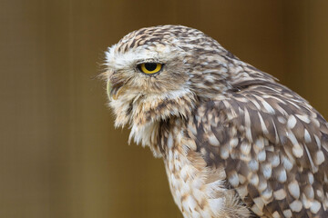 A stunning close-up of a burrowing owl (Athene cunicularia) with its captivating yellow eyes locked off-camera. The blurred background highlights the owl's intricate feather patterns and sharp beak.