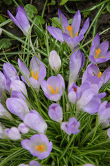 Close-up of purple crocuses in early spring.