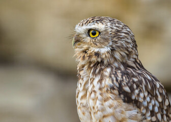 A stunning close-up of a burrowing owl (Athene cunicularia) with its captivating yellow eyes locked off-camera. The blurred background highlights the owl's intricate feather patterns and sharp beak.