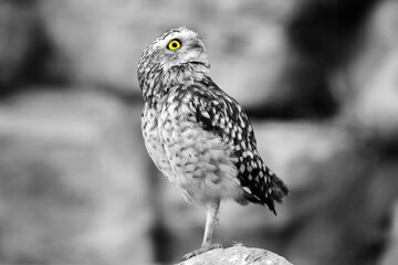 A stunning close-up of a burrowing owl (Athene cunicularia) with its captivating yellow eyes locked off-camera. The blurred background highlights the owl's intricate feather patterns and sharp beak.