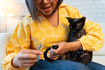 Woman trying to cut the nails of a short-haired kitten while it carefully observes the movement of the scissors and the manipulation of its paw