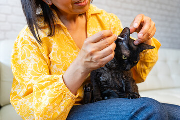 Woman trying to clean the ears of her pet, a beautiful brown short-haired cat