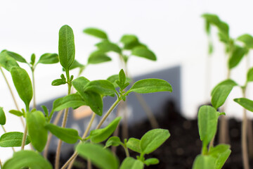 Young tomato seedlings, ecological home cultivation of tomato