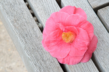 Pink camellia flower on wooden background.