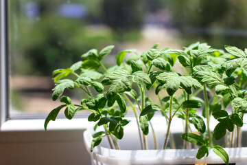Young tomato seedlings, in a plastic cup, ecological home cultivation of tomato