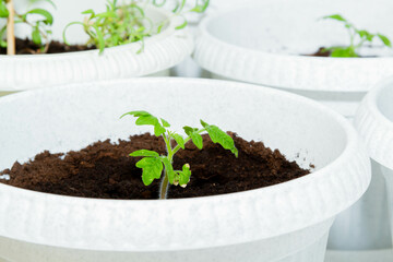 Growing genetically pure products. Non gmo food. 100 natural product.