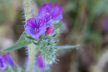 Macro photography of Viborera plant, purple flower or wild borage