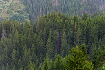 Aerial of pine forest with flowing fog.