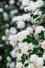 Flowering white Garland Spirea Spiraea arguta , Brides wreath.