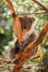 Koala on eucalyptus tree outdoor, Kangaroo Island, Australia.
