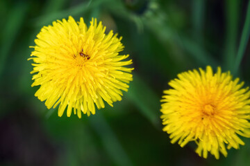 Brown beetles nestled in a dandelion flower