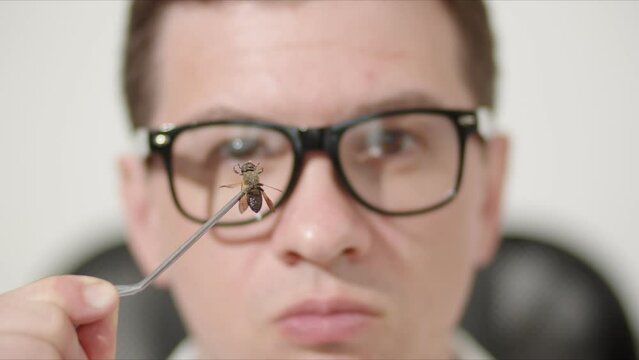 Against the background of the blurred face of a man with glasses, there is a dried bee that he holds with tweezers