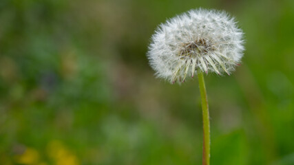 white dandelion on grass