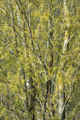 A tree with fresh green leaves in spring. Linlithgow, West Lothian, Scotland