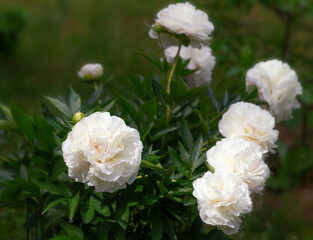 Peony Mothers Choice in garden on sunny day. lat. Paeonia Lactiflora. Big blooming pink peony flowers in spring. Happy Mothers, Earth Day